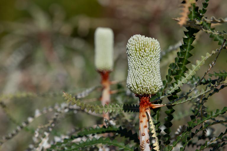 Aire Del Mar Gallery