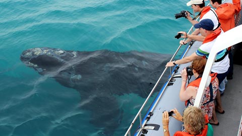 Whale Watching - Kleinbaai, Gansbaai
