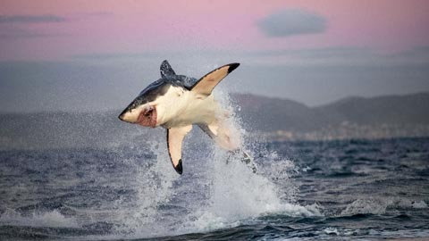Shark Watching - Kleinbaai, Gansbaai
