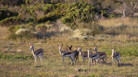 Waling, Birding, Fynbos, Perlemoen and Horse Trails - Kleinbaai, Gansbaai