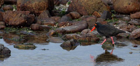 Waling, Birding, Fynbos, Perlemoen and Horse Trails - Kleinbaai, Gansbaai
