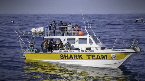 Shark Cage Diving - Kleinbaai, Gansbaai